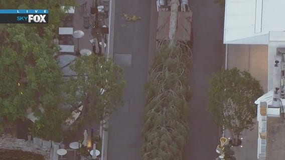 Christmas tree arrives at The Grove