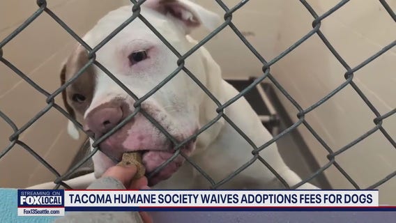 Tacoma Humane Society to waive adoption fees for dogs