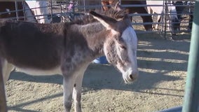 Local non profit helps with rescue California horses