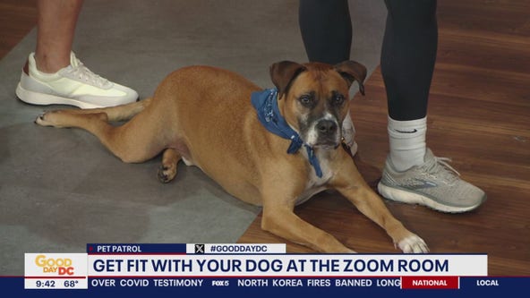 Get fit with your dog at the Zoom Room