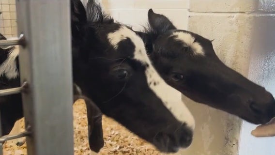 Rare twin foals born in Central Florida defy the odds: Meet 'Lucky' and 'Charm'