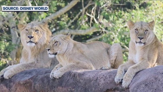 Walt Disney World adds three lion siblings to the Savanna at Animal Kingdom