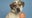 AZ Humane Society waives fees for all big dogs