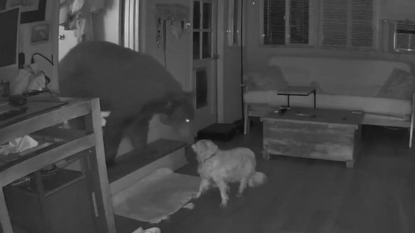 Dog comes face-to-face with bear inside home