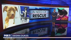 Deidra Dukes Reports: Pet overpopulation