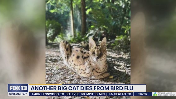 Another big  cat dies from bird flu