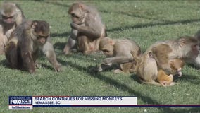 Search continues for missing monkeys in South Carolina