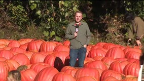 Burt's Pumpkin Farm on a crisp fall day