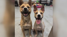 Animal rescue working to have bonded dogs adopted together