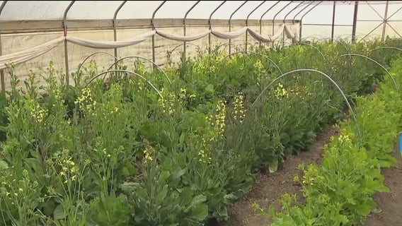 Hunger Task Force Farm growing food, offering opportunities