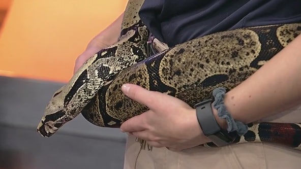 Meet Chakana: Zoo Atlanta's red-tailed boa