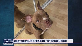 Seattle police search for stolen dog