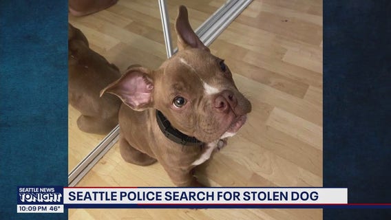 Seattle police search for stolen dog