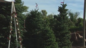 Flood, drought causing Christmas tree shortage