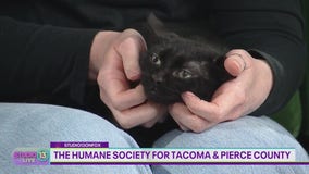 Adoptable kittens at The Humane Society for Tacoma & Pierce County