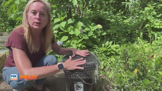 Easy tips for ridding your yard of mosquitoes, bugs | Tuesdays with Toni