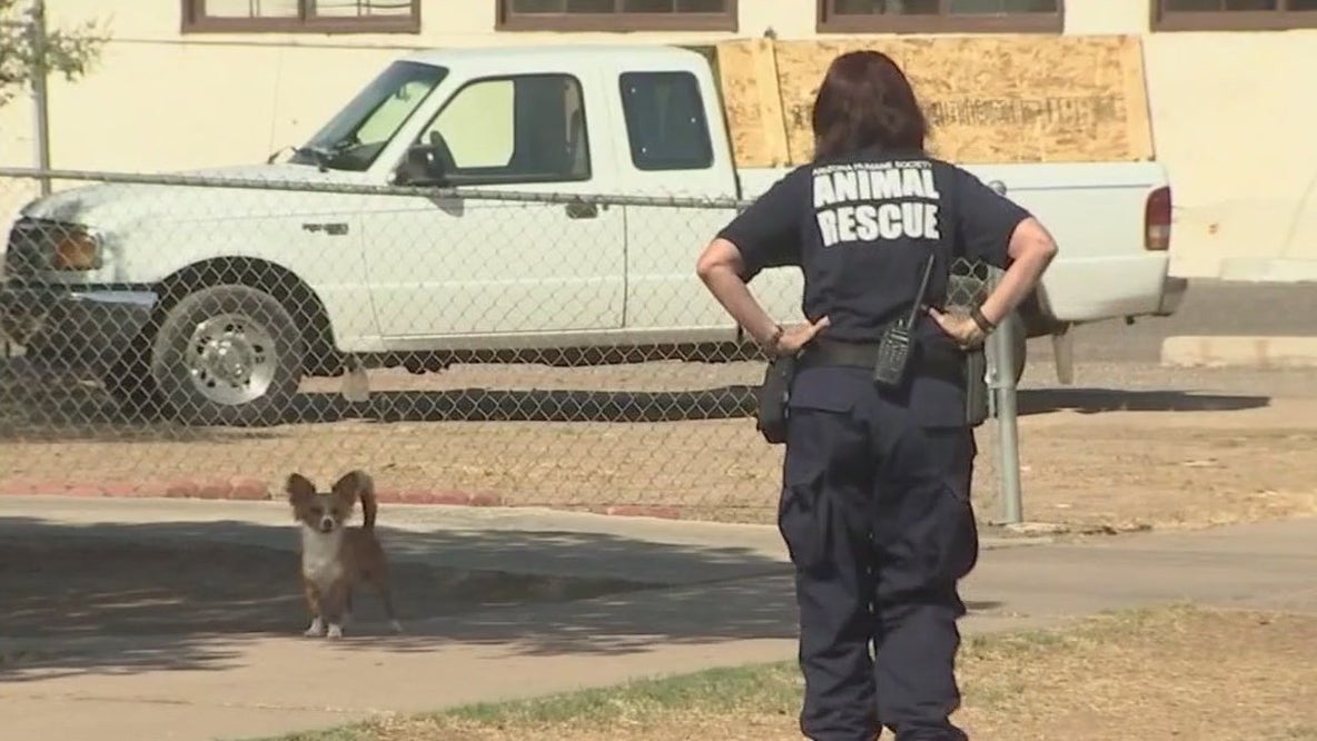 7 dogs die from heat-related issues, says AHS