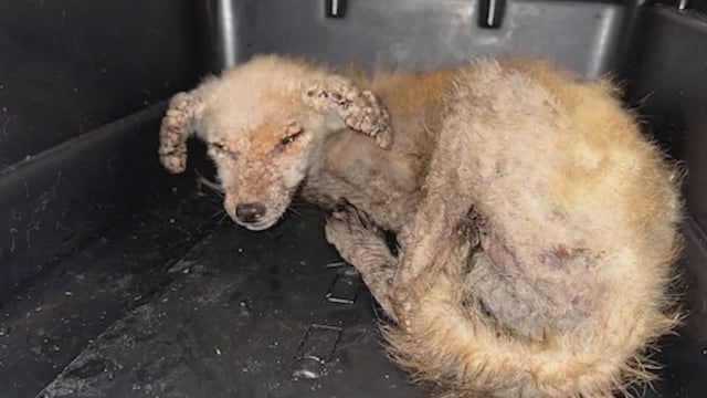 Firefighters rescue young coyote trapped in drain pipe in Flagler Beach