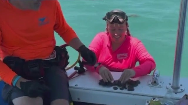 'Never expect it': Florida treasure hunters find hundreds of silver coins from historic 1715 shipwrecks