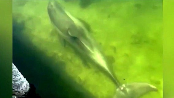 Dolphin freed from fishing line in Florida's Indian River Lagoon