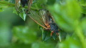 Cicadas return to the Chicago area after 17 years
