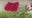 Red Poppy Fest fills downtown Georgetown