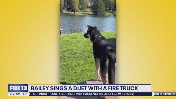 Pet Tricks for Thursday, June 12