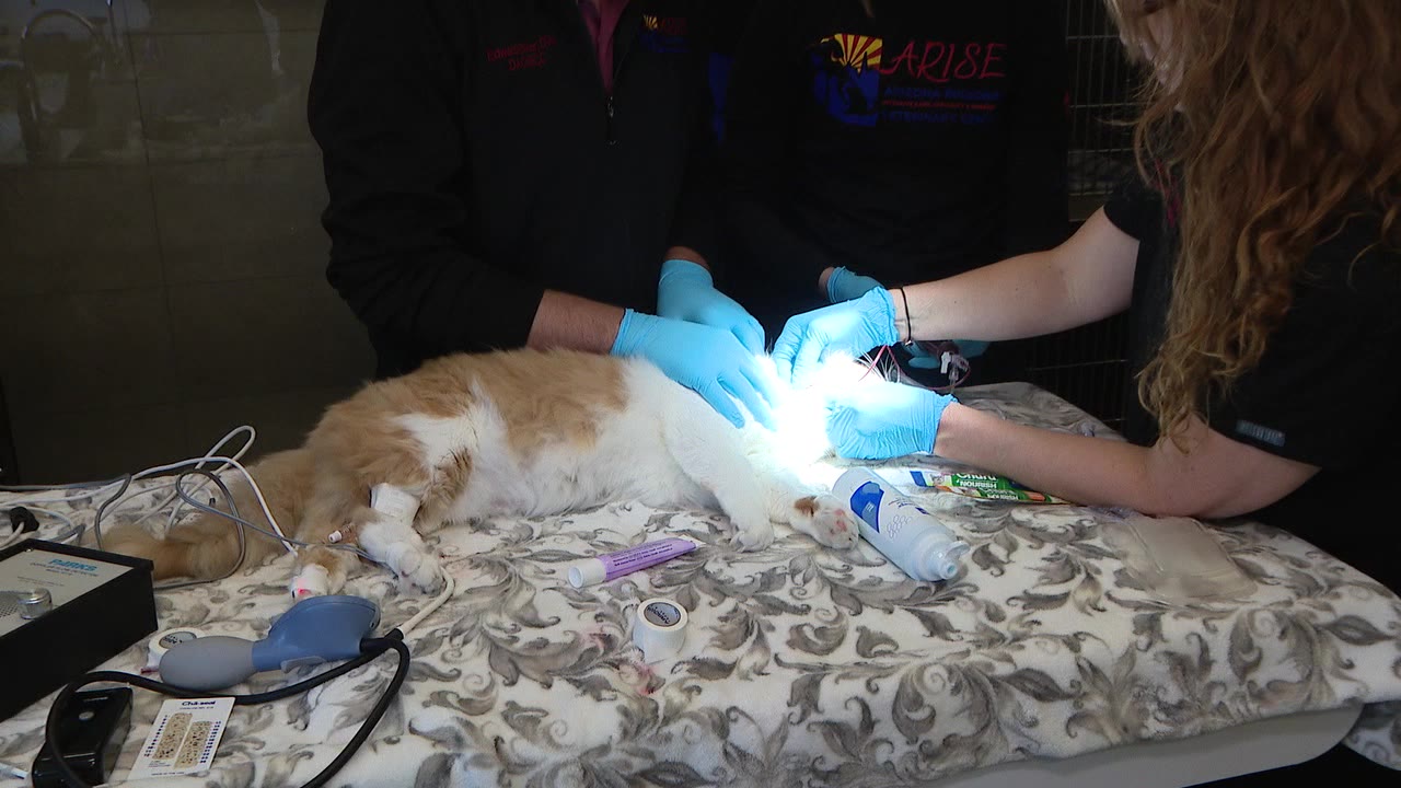 ARISE Veterinary Center highlights need for pet blood donations