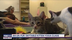 Kitten yoga class in Everett
