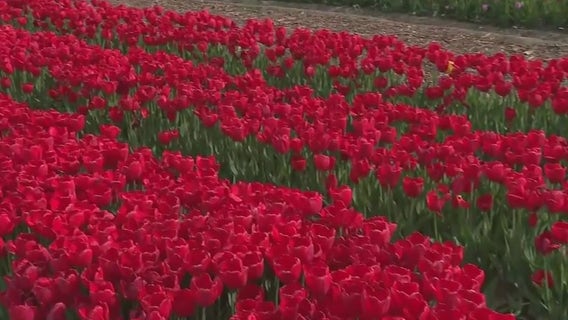 It's a tulip lovers paradise at Harvest Tyme Family Farm