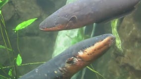 Chicago's Shedd Aquarium shows off electric eels in new live programs