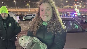 Duluth woman rescues 2 owls in 1 day