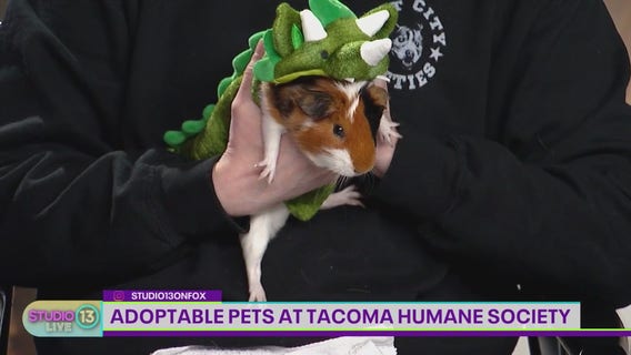 Vote for Tacoma's first Pet Mayor for a day