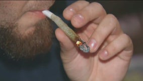 Bud on the ballot: Voters in several states to decide whether to legalize marijuana