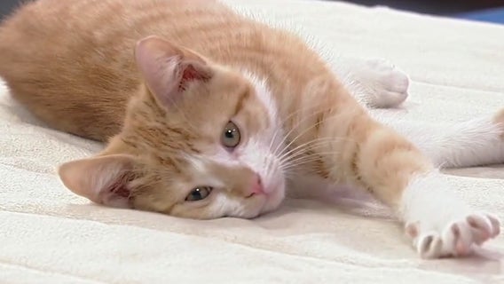 Meet Pixie: Our Pet of the Day