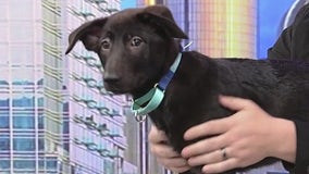 Meet Jade: Our Pet of the Day