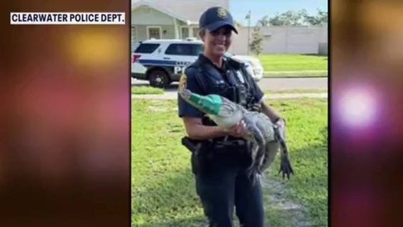 Only in Florida: Alligator edition