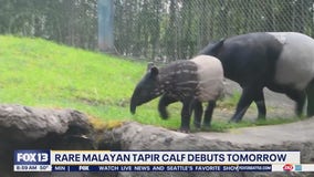 Rare tapir calf makes debut at Point Defiance Zoo & Aquarium in Tacoma, WA