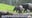 Rare tapir calf makes debut at Point Defiance Zoo & Aquarium in Tacoma, WA