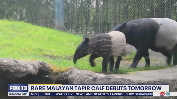 Rare tapir calf makes debut at Point Defiance Zoo & Aquarium in Tacoma, WA