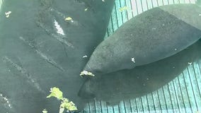 Rescued manatees recovering at SeaWorld Orlando