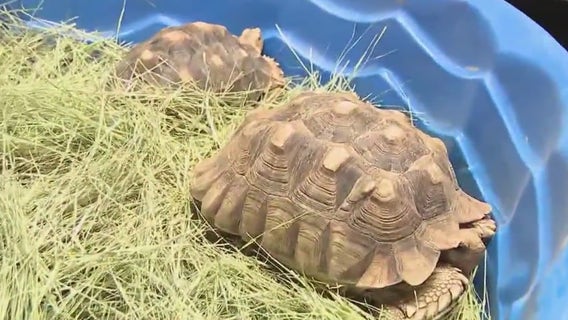 Phoenix Herpetological Sanctuary finds homes for reptiles