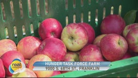 Picking apples at the Hunger Task Force Farm