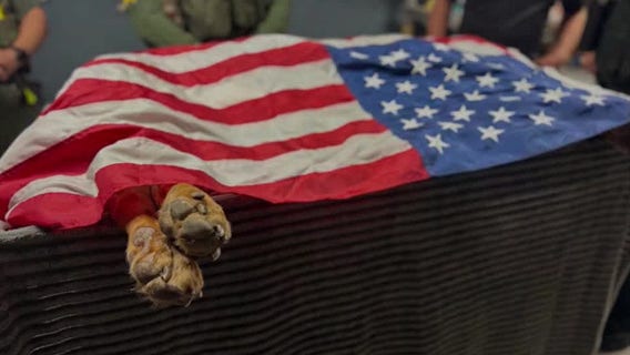 Brevard County Sheriff Wayne Ivey's K-9 'Junny' passes away