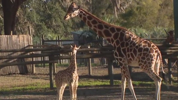 Charley visits Giraffe Ranch in Dade City