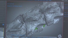 CT scanners unveil creepy secrets at Chicago’s Field Museum