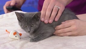 Meet Hiddekel: Our Pet of the Day