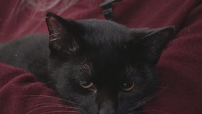 Meet Spook E. Cat: Pet of the Day