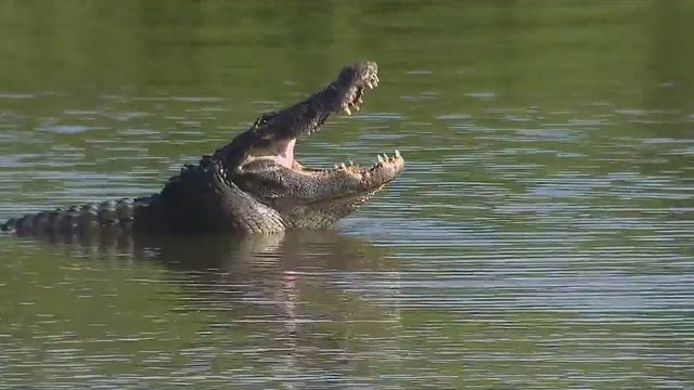 Gatorland Global's conservation efforts reach new milestone with nonprofit status