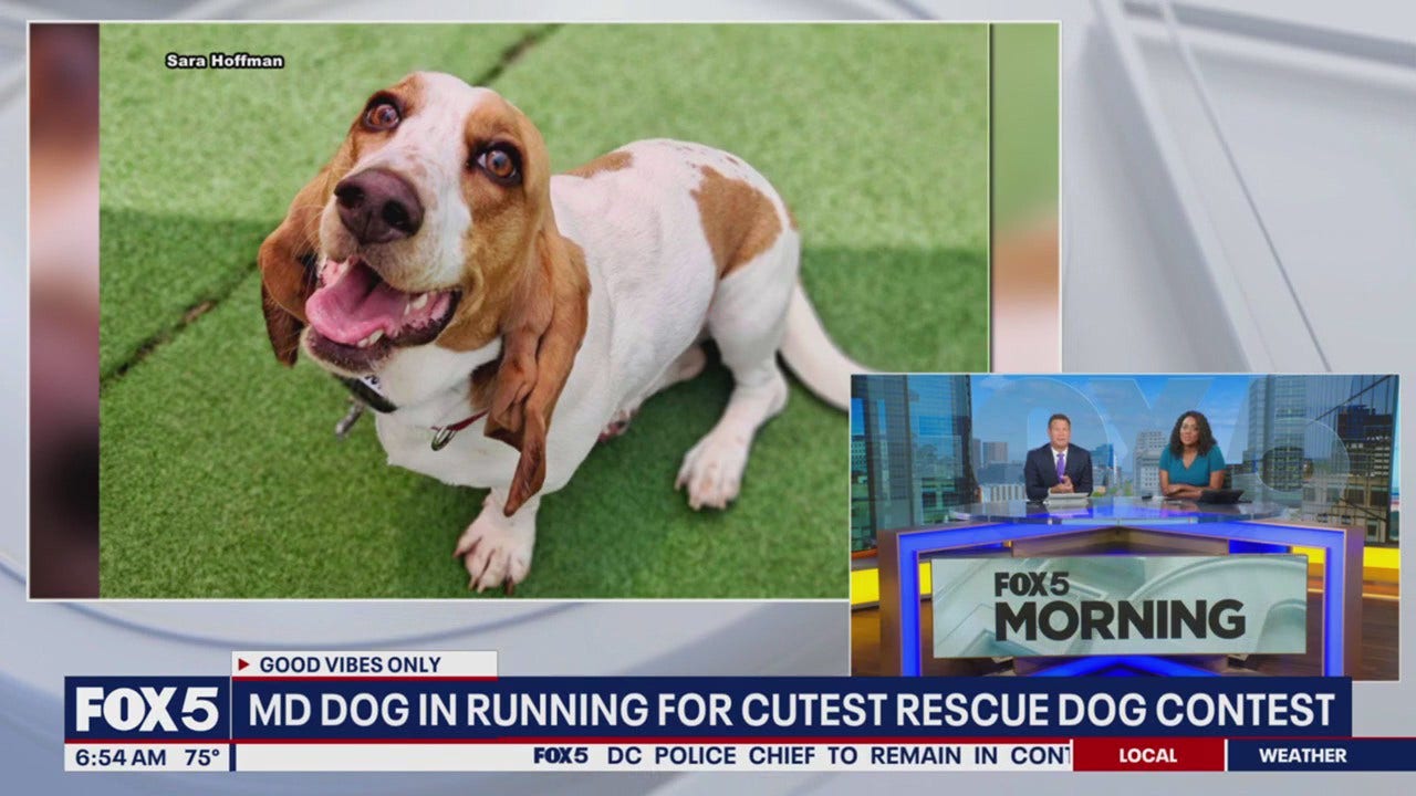 Maryland dog in running for World's Cutest Rescue Dog Contest